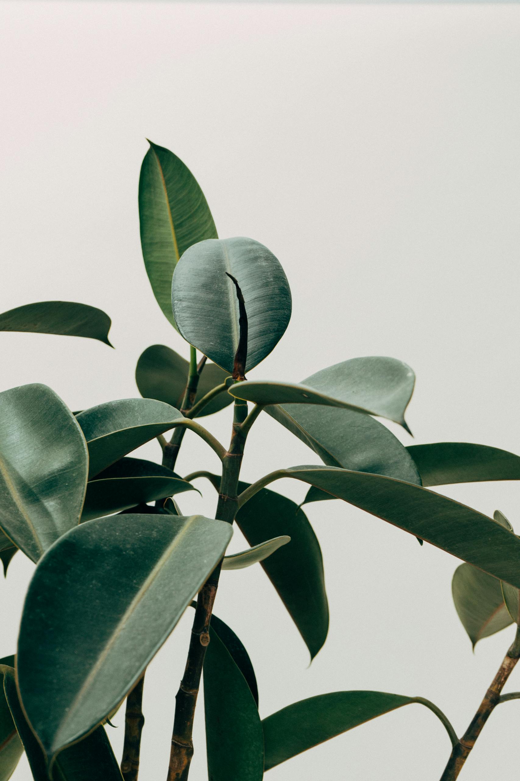 Close-up of rubber plant leaves with vibrant green hues against a minimalist off-white background.