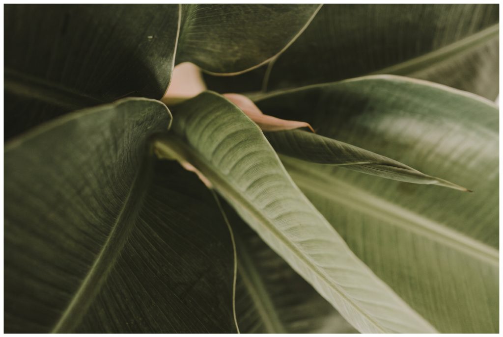 green soft foliage