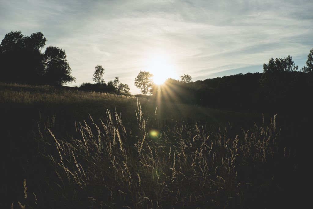 Tranquil sunrise scene with grass and trees silhouetted against sunrays.